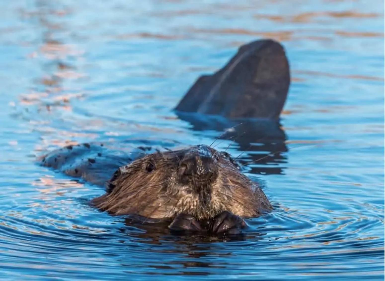 Eurasian beavers: a keystone species that keep waterways clean