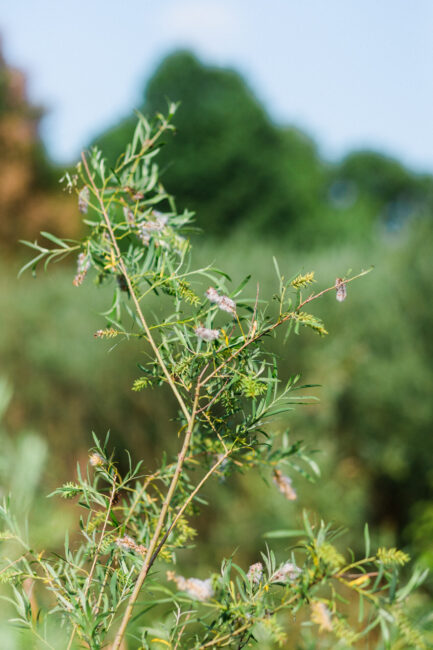 black willow plant at Ecotone's Native Nursery