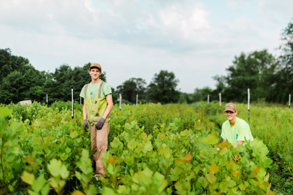 volunteers working in Ecotone's Native Nursery