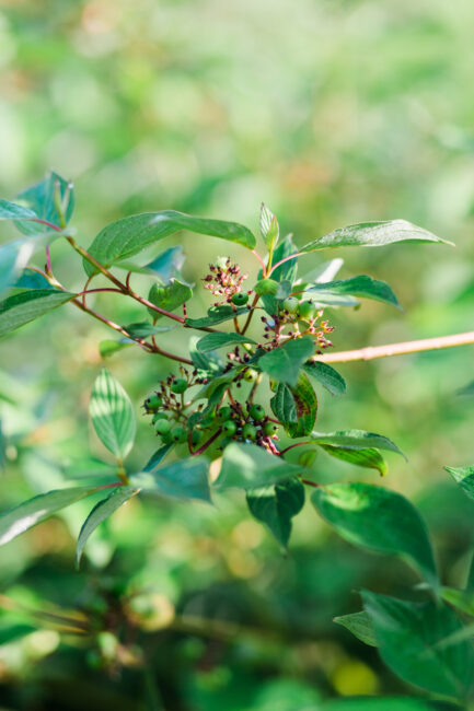 dogwood plant at Ecotone's Native Nursery