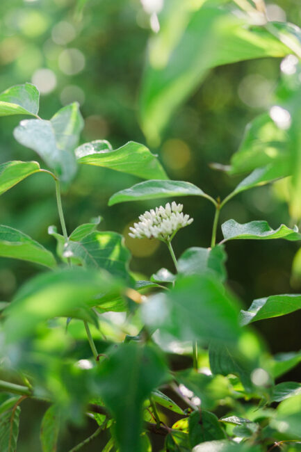 dogwood flower at Ecotone's Native Nursery