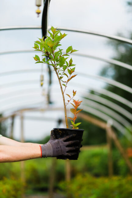 Person holding plant pot at Ecotone's Native Nursery