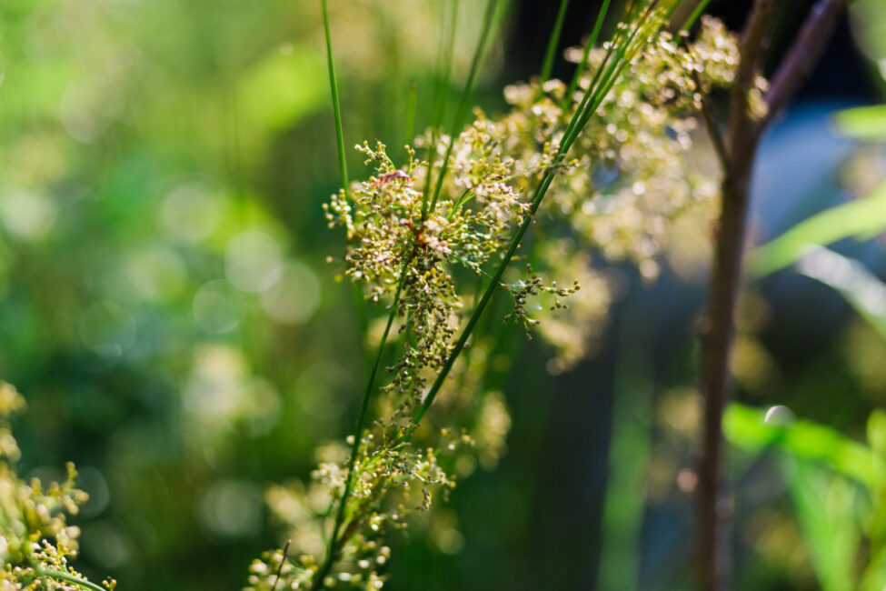 Juncus at our restoration nursery