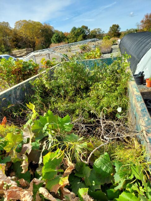 Native Plants