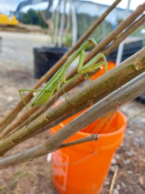 praying mantis at native nursery