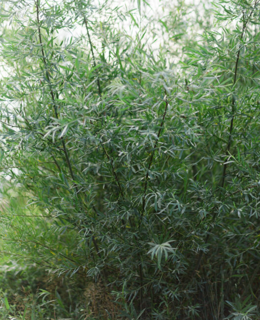 Willow at our native nursery