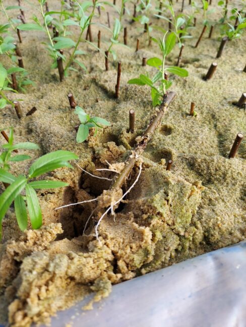 black willow rooted cuttings at our native nursery