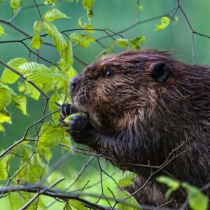 Extra Hairy Beaver