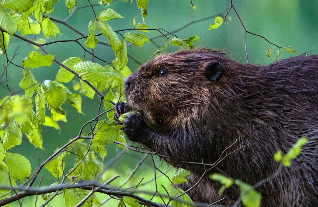 Can beavers help build a better Chesapeake Bay? Ecotone, Inc