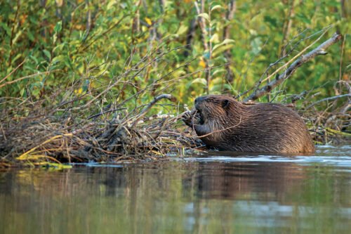 Beaver and Beaver Dam